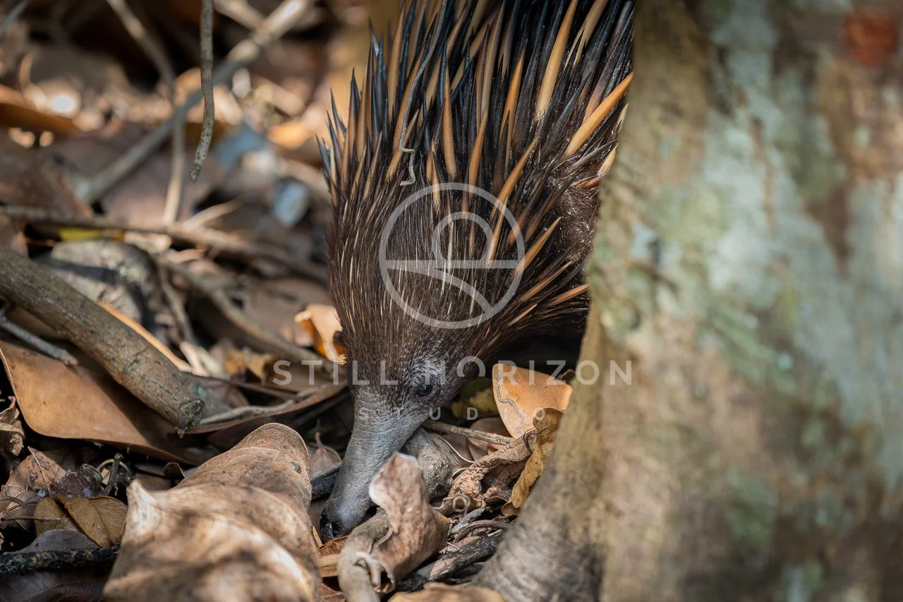 Wildlife Stock Photo 26