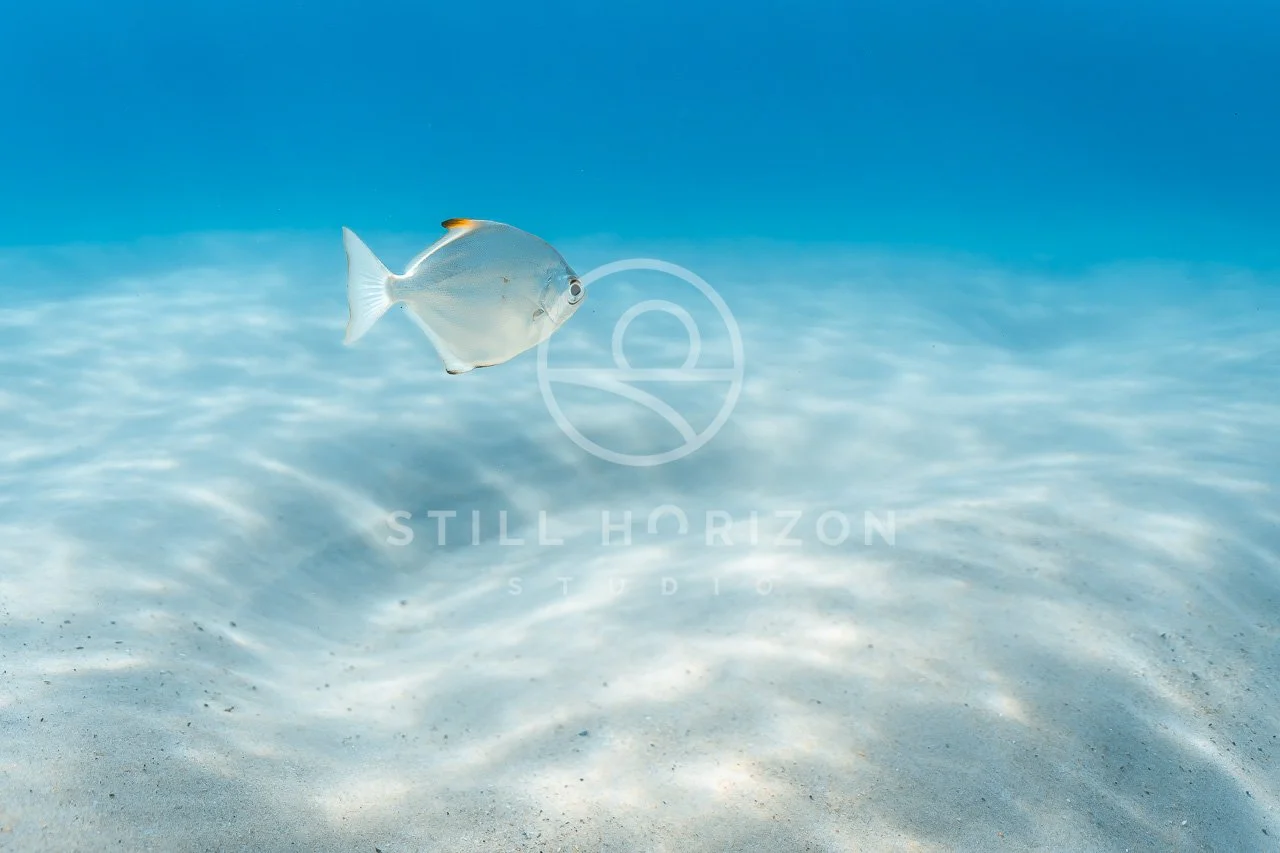 Wildlife Stock Photo 73