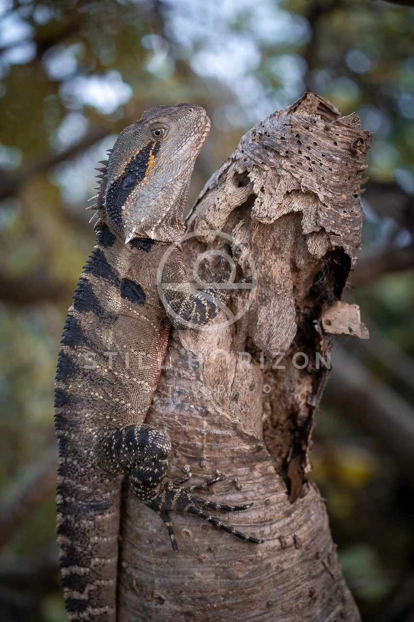 Wildlife Stock Photo 65