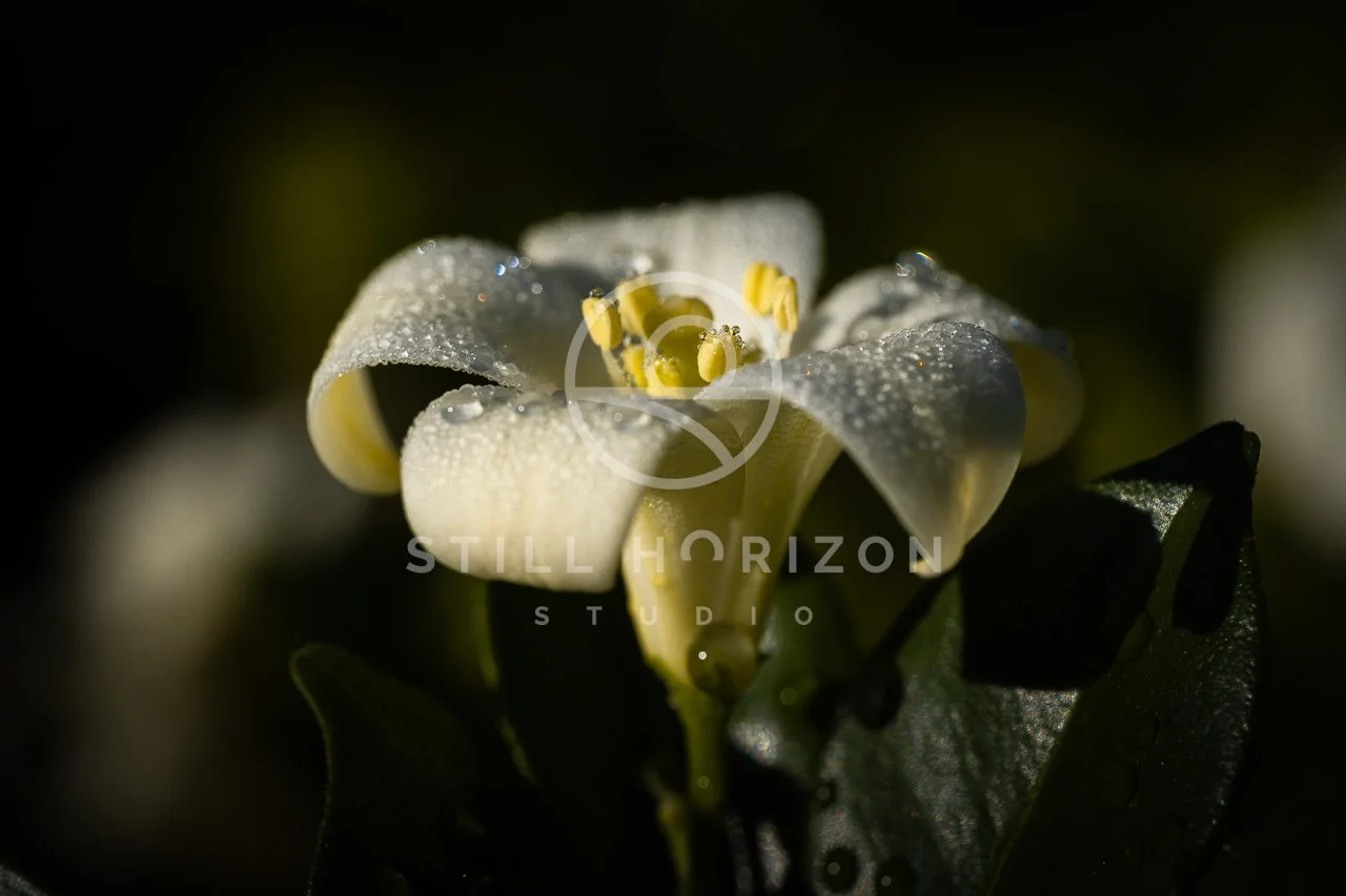 Nature Stock Photo 21