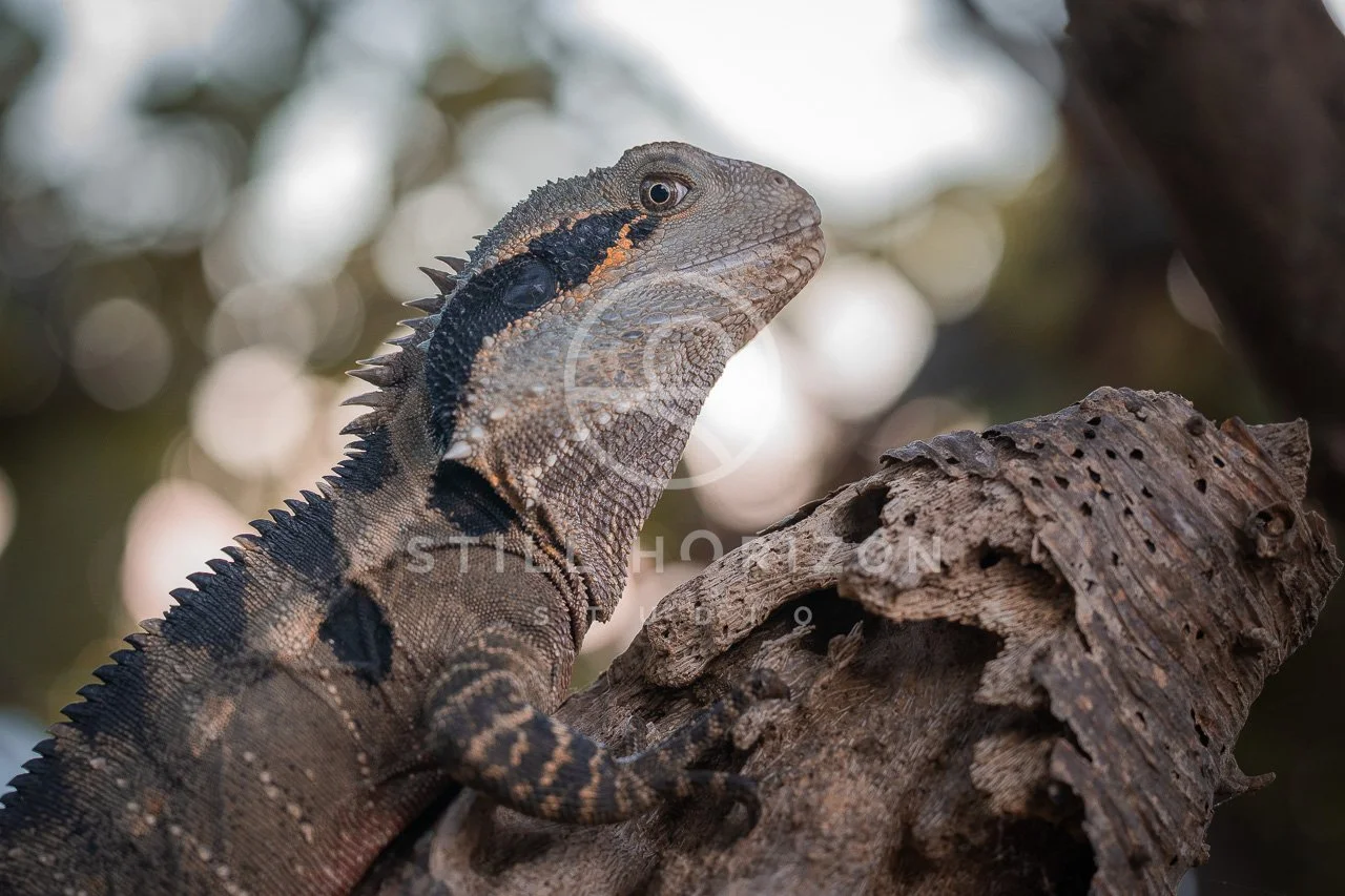 Wildlife Stock Photo 66