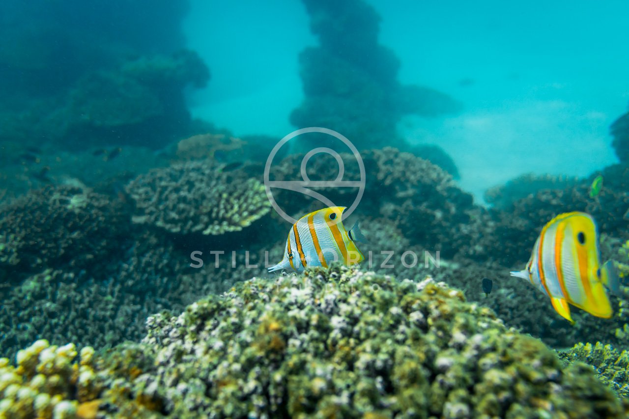 Wildlife Stock Photo 20