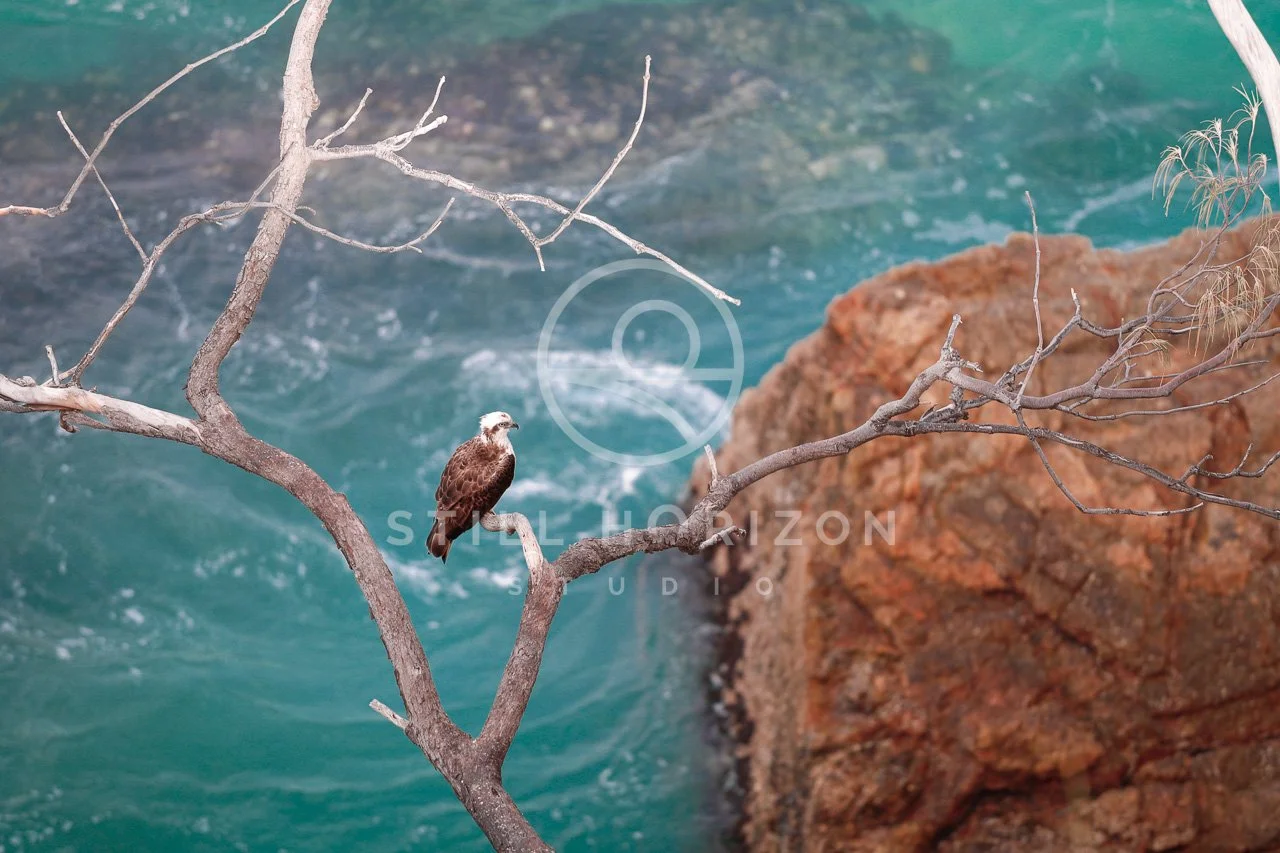 Wildlife Stock Photo 3