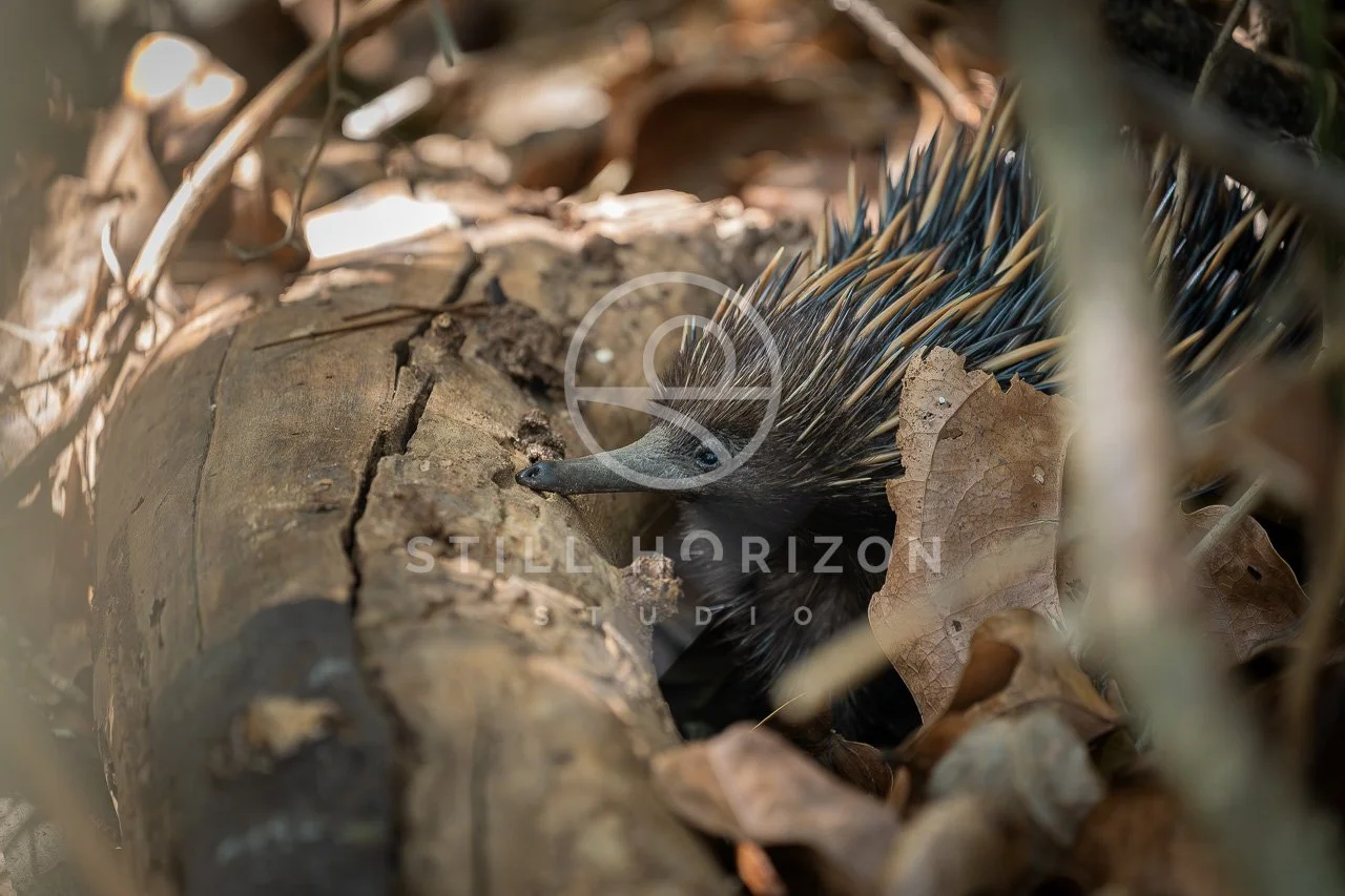 Wildlife Stock Photo 24