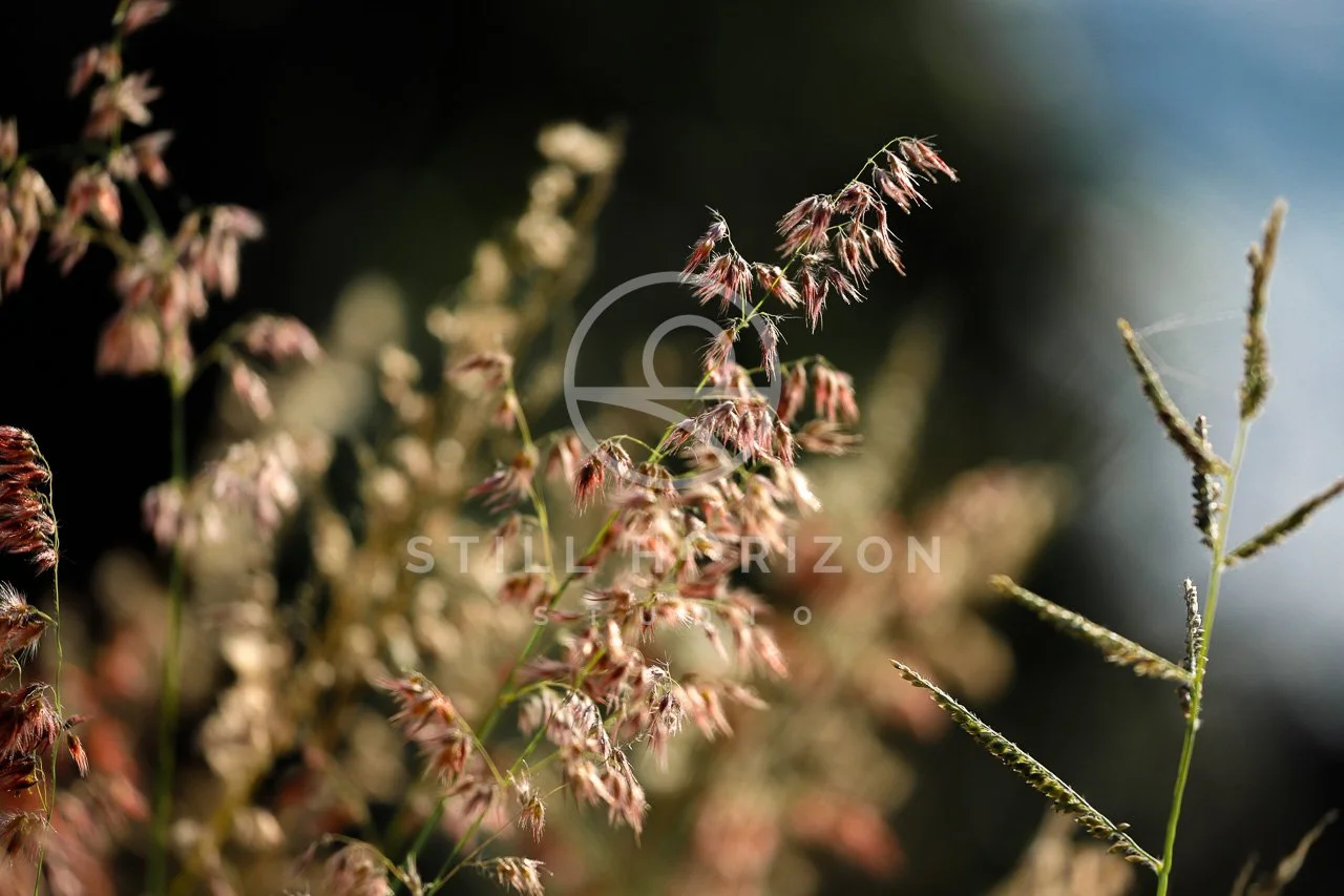 Nature Stock Photo 5