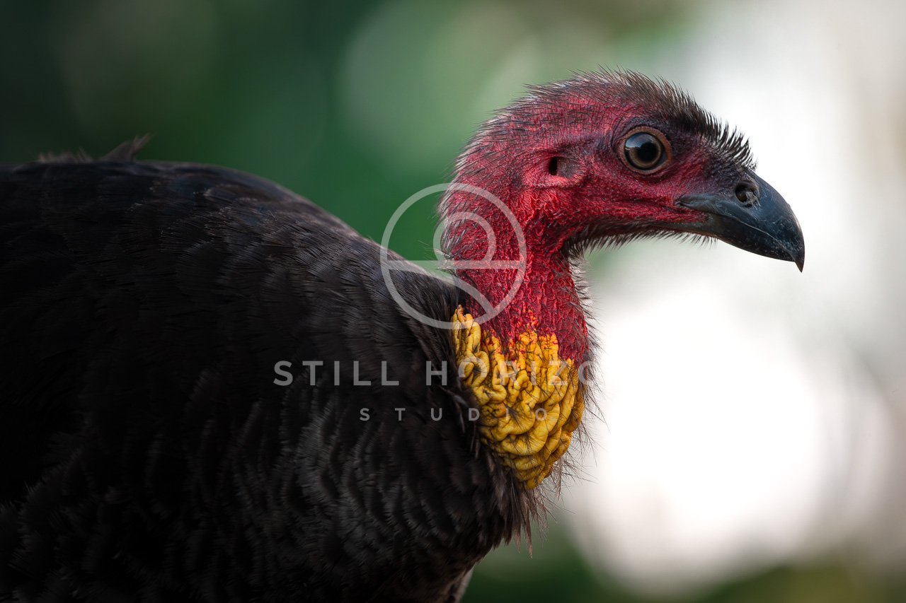 Wildlife Stock Photo 35