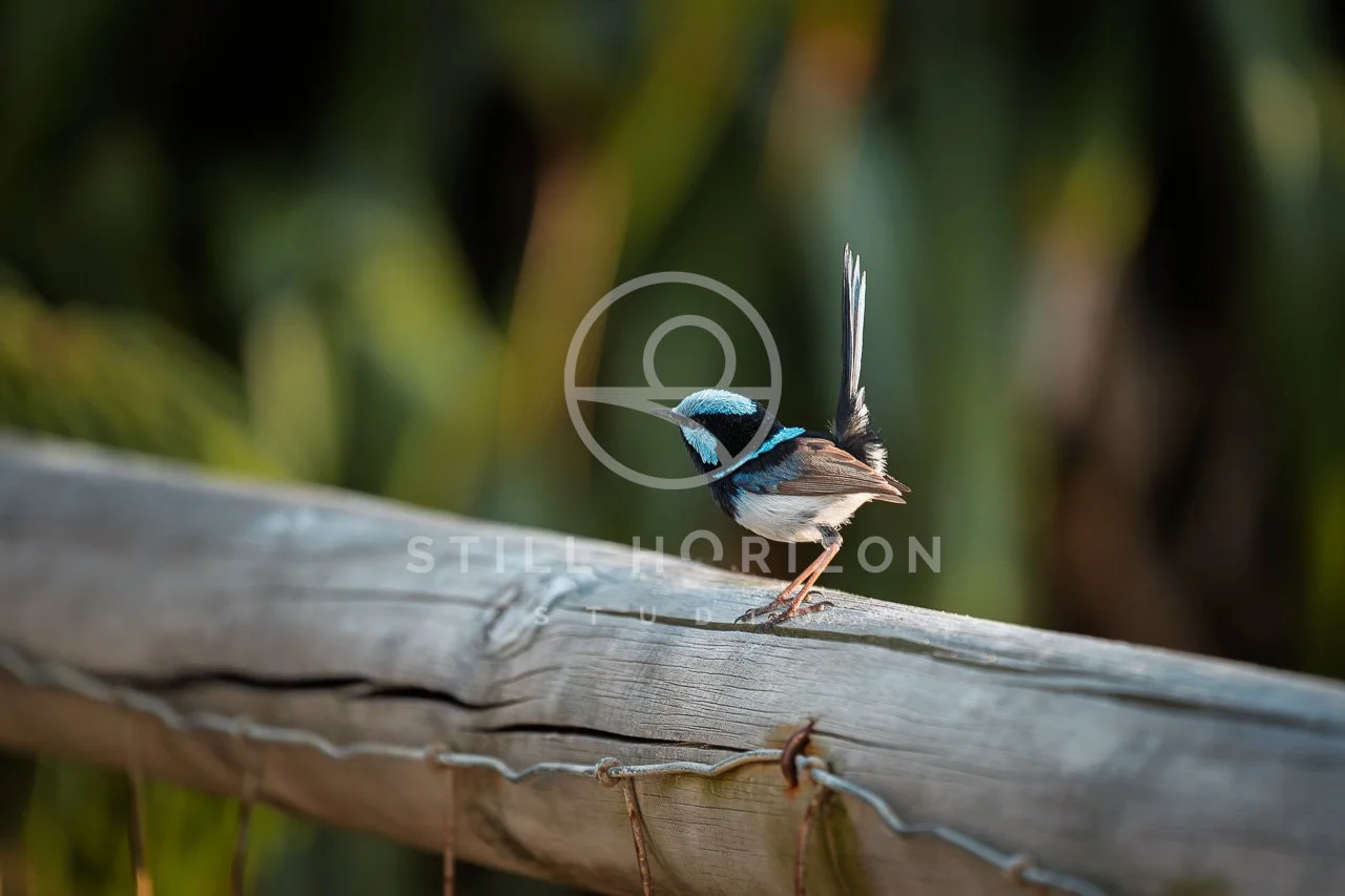 Wildlife Stock Photo 76