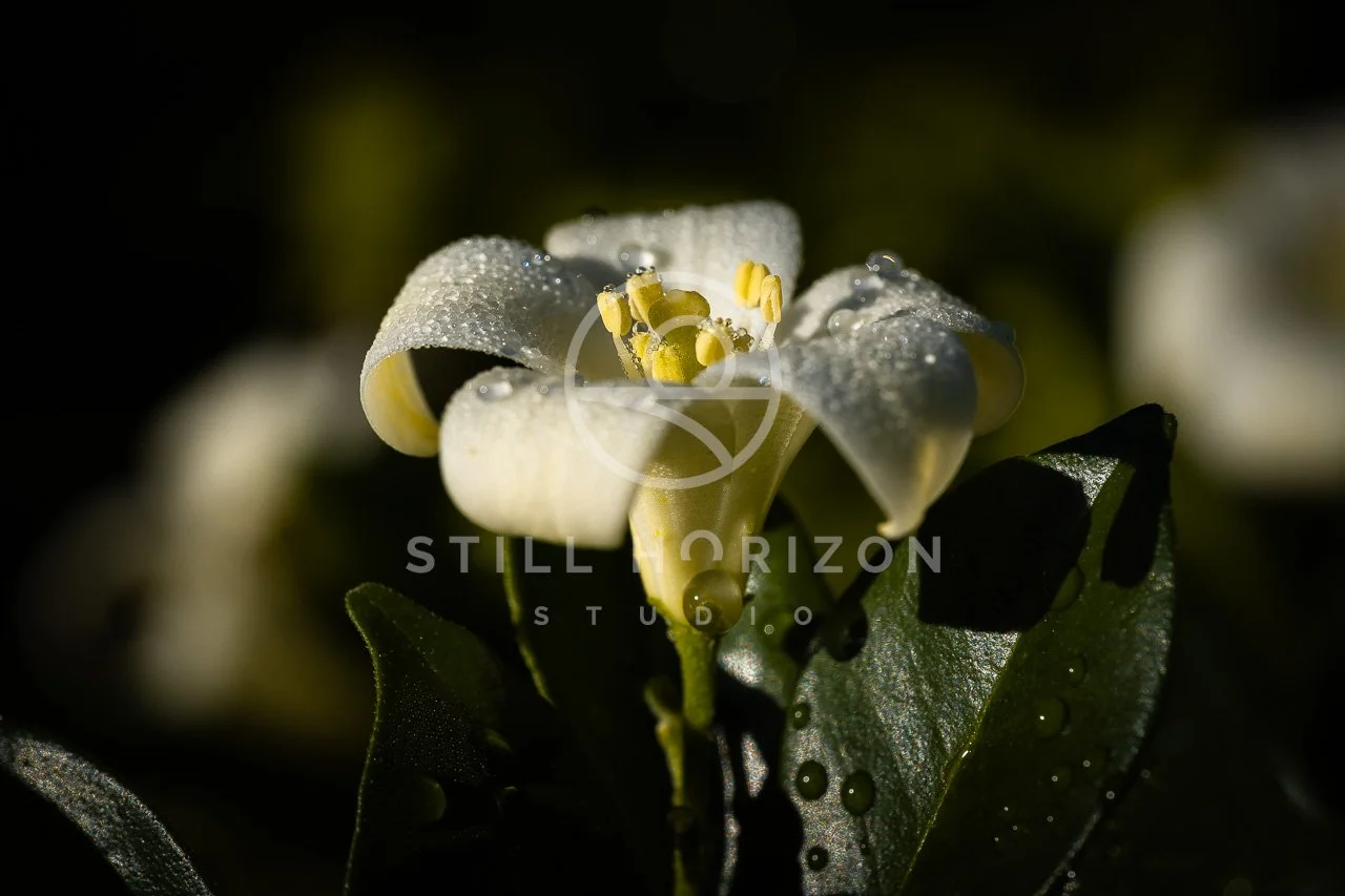 Nature Stock Photo 22