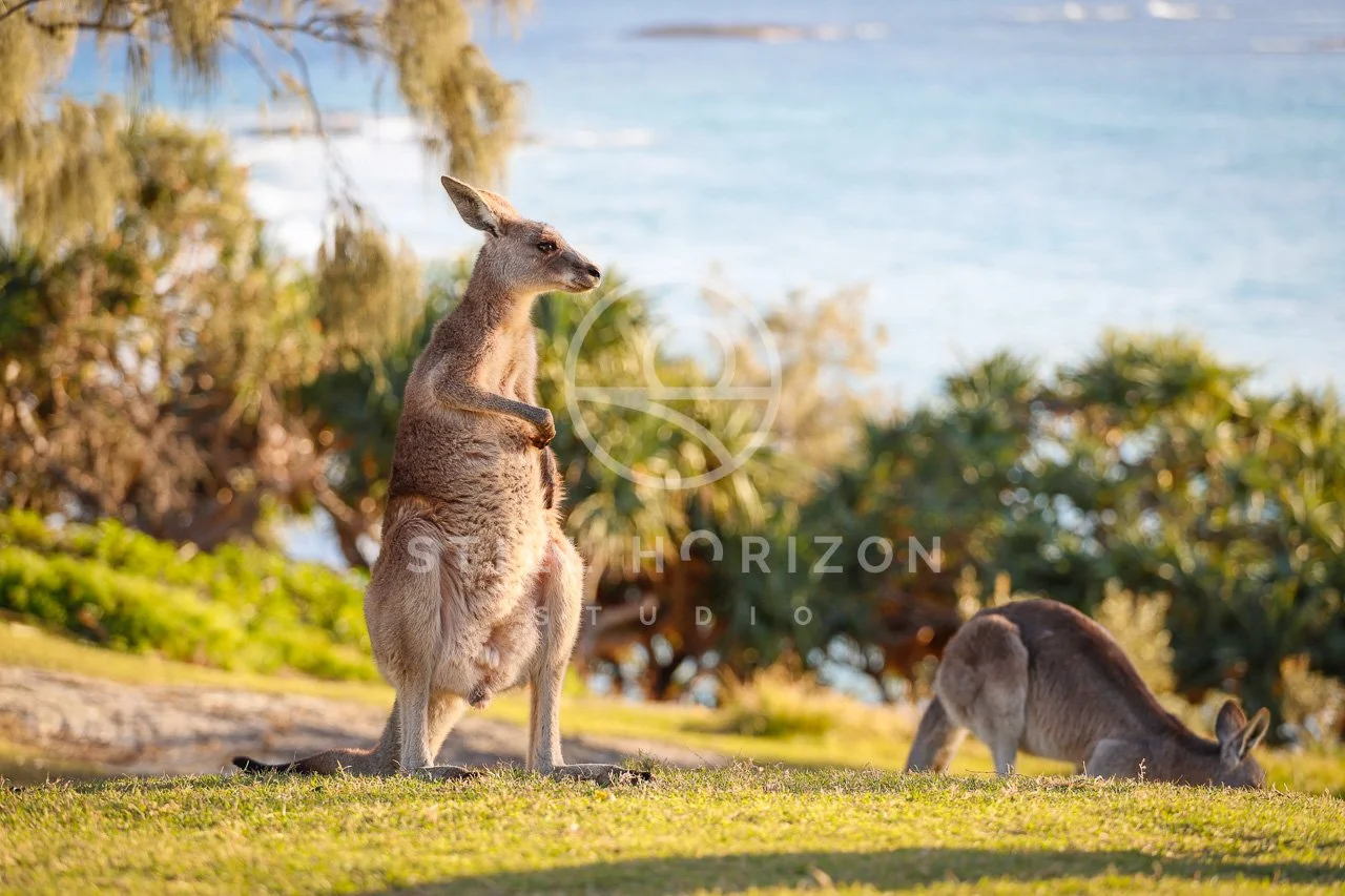 Wildlife Stock Photo 6
