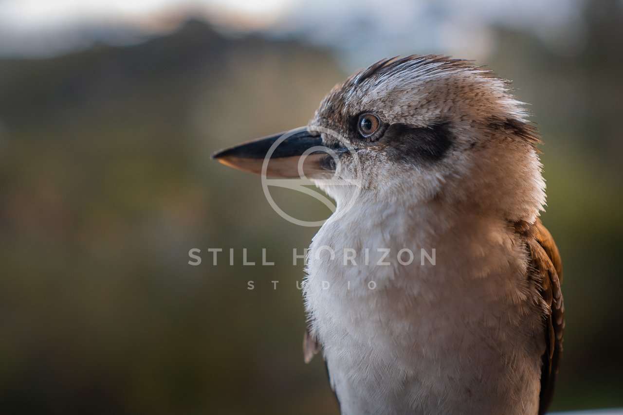 Wildlife Stock Photo 49