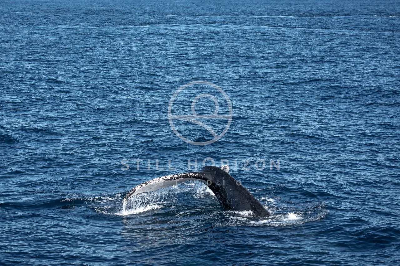 Wildlife Stock Photo 47