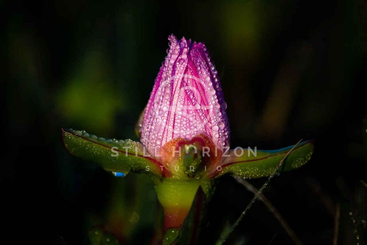 Nature Stock Photo 11