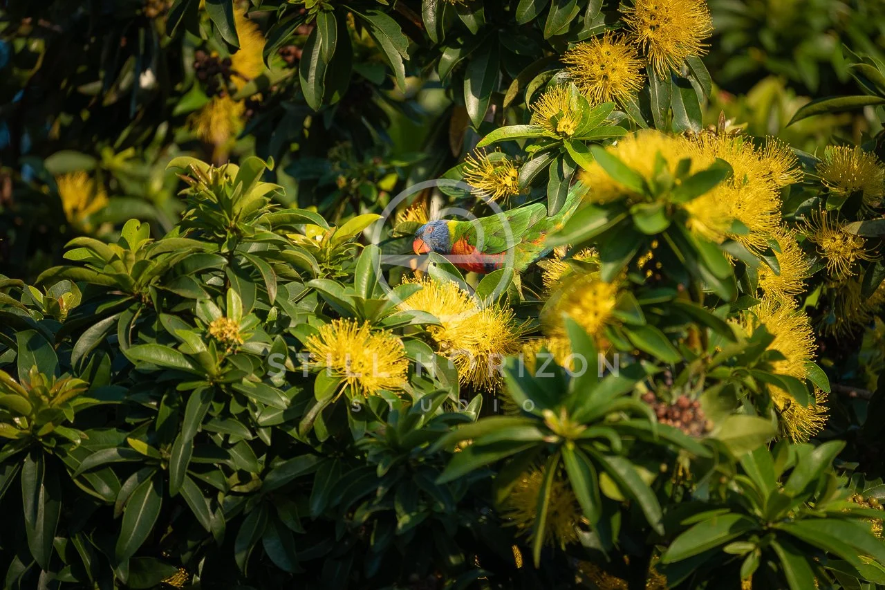 Wildlife Stock Photo 55