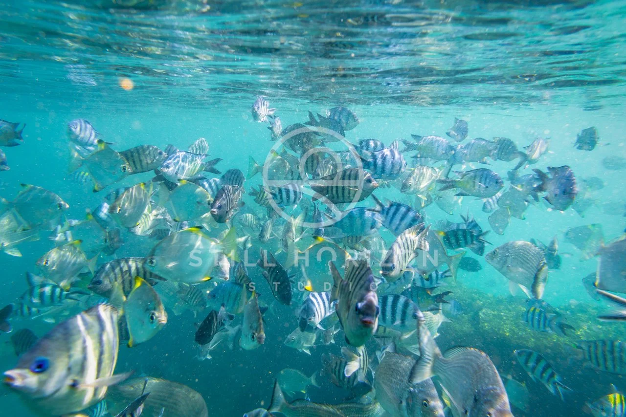 Wildlife Stock Photo 18