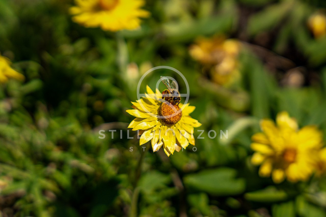 Wildlife Stock Photo 16