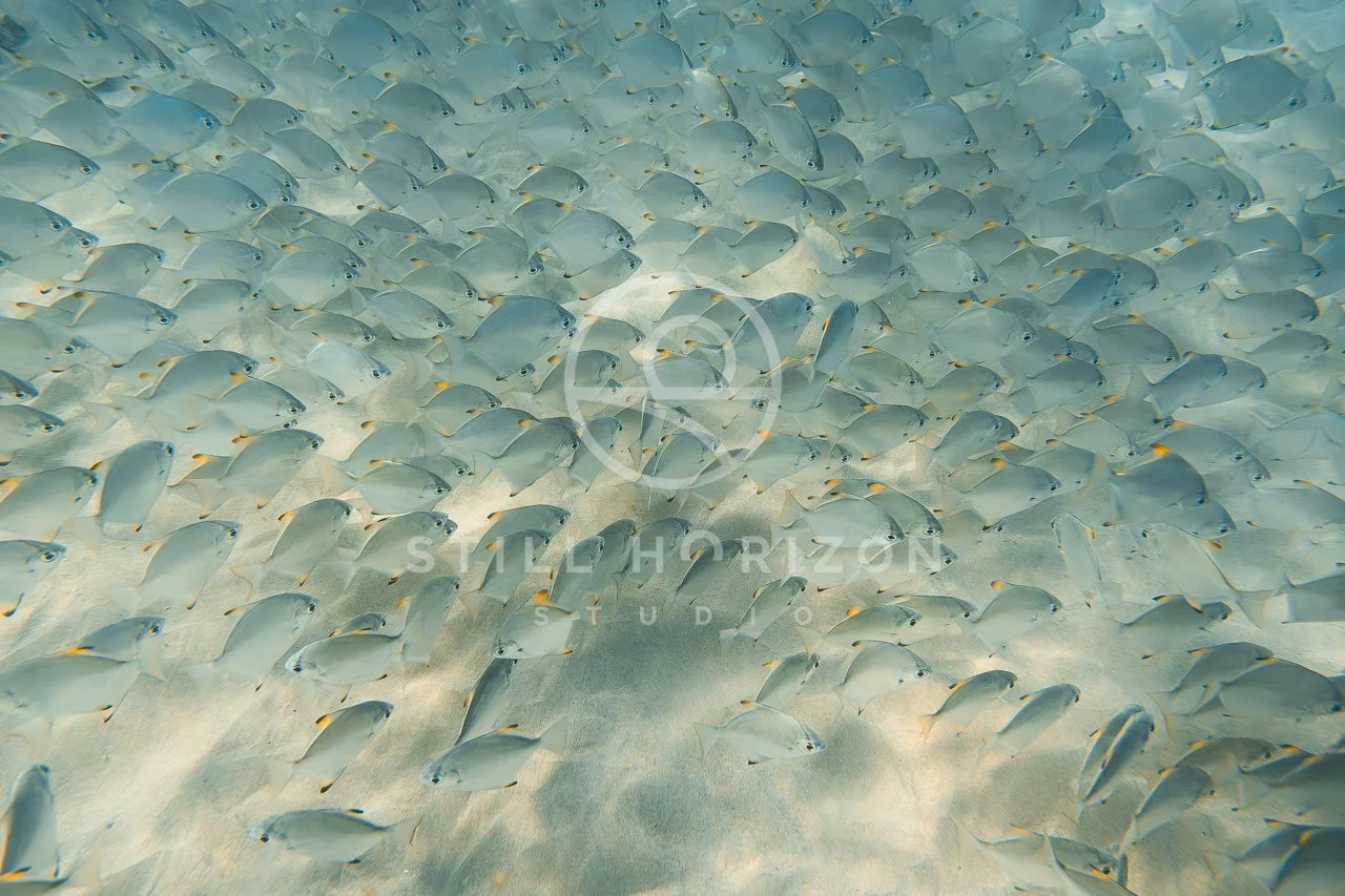 Wildlife Stock Photo 60