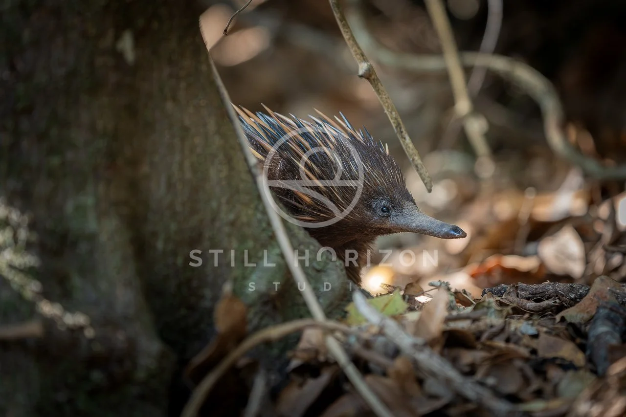 Wildlife Stock Photo 30