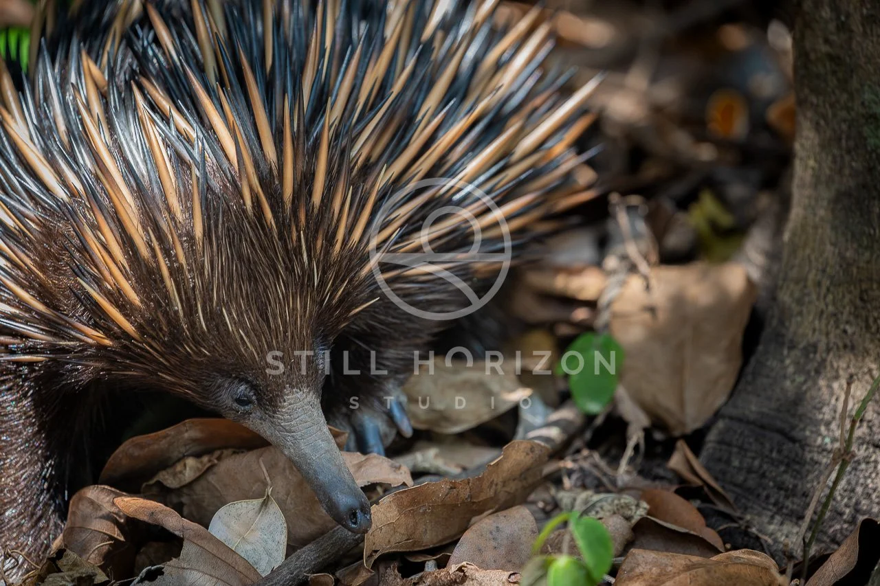 Wildlife Stock Photo 27