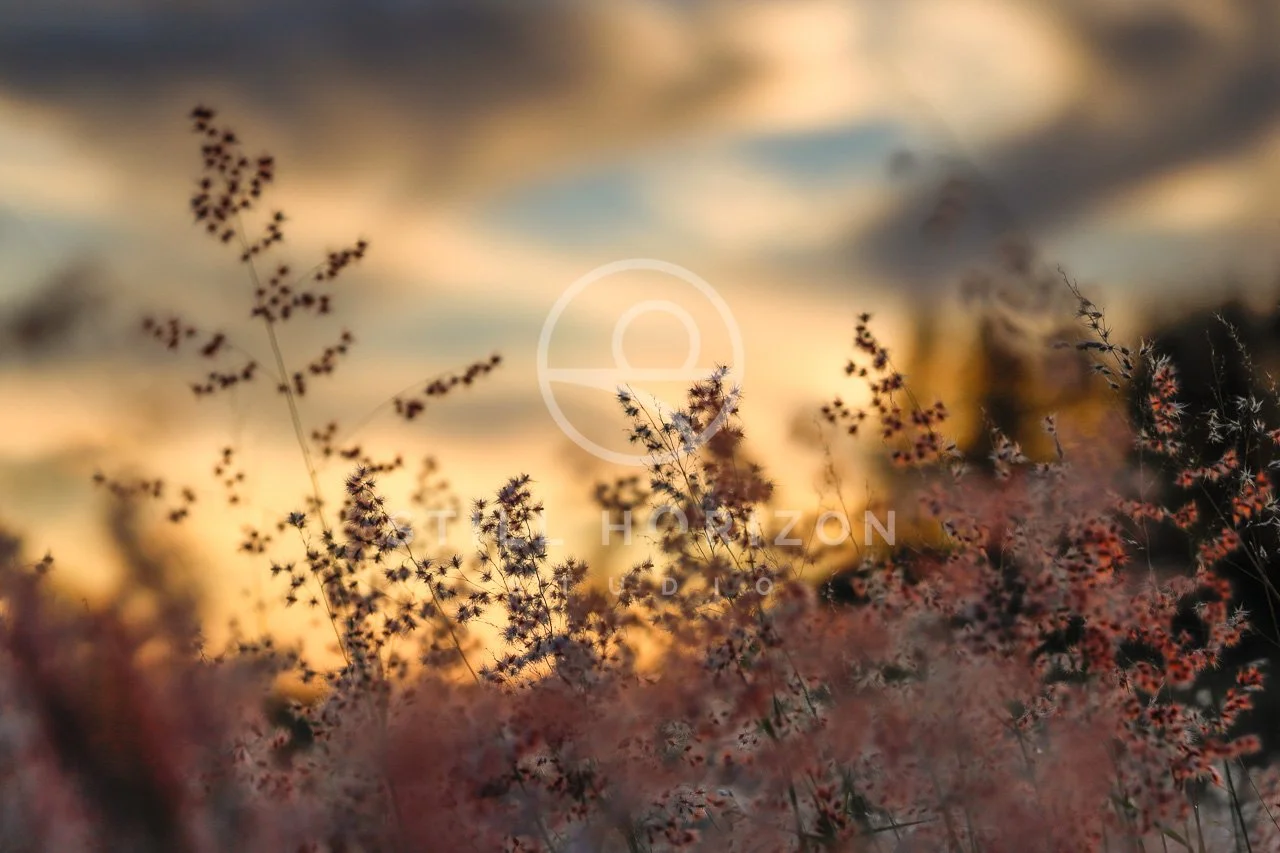 Nature Stock Photo 9