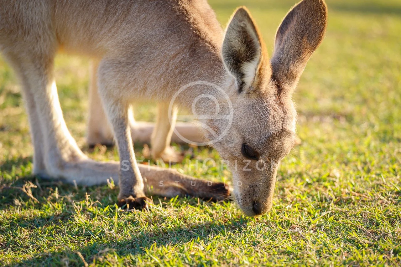 Wildlife Stock Photo 5