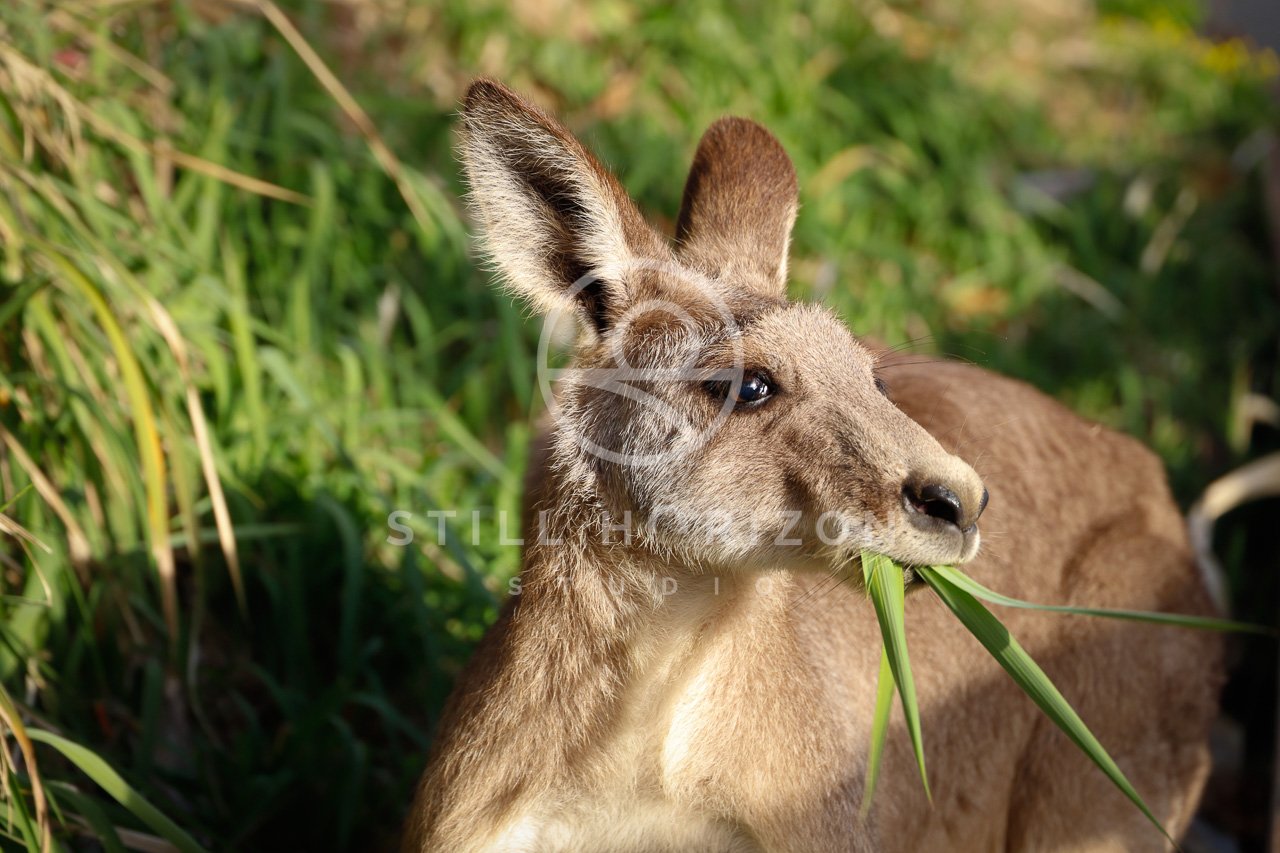 Wildlife Stock Photo 2