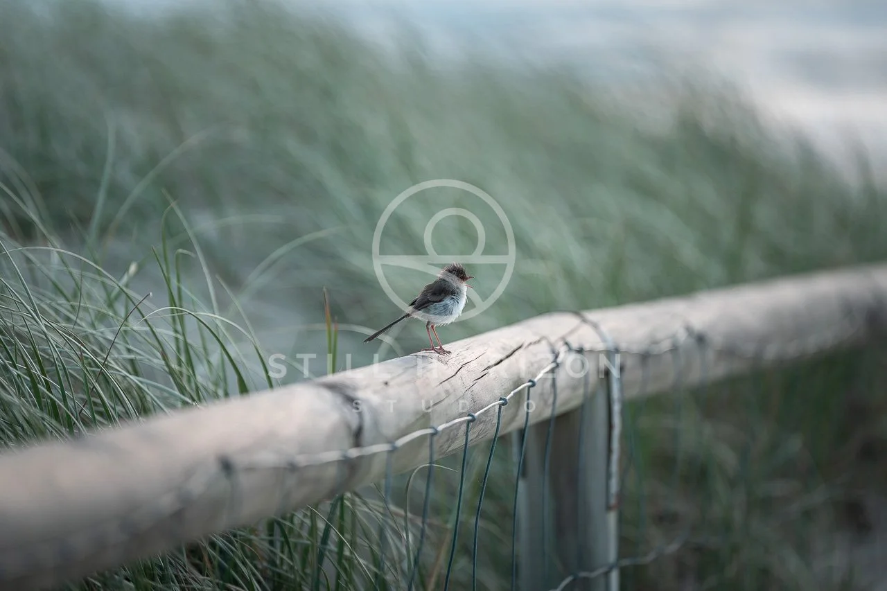 Wildlife Stock Photo 37