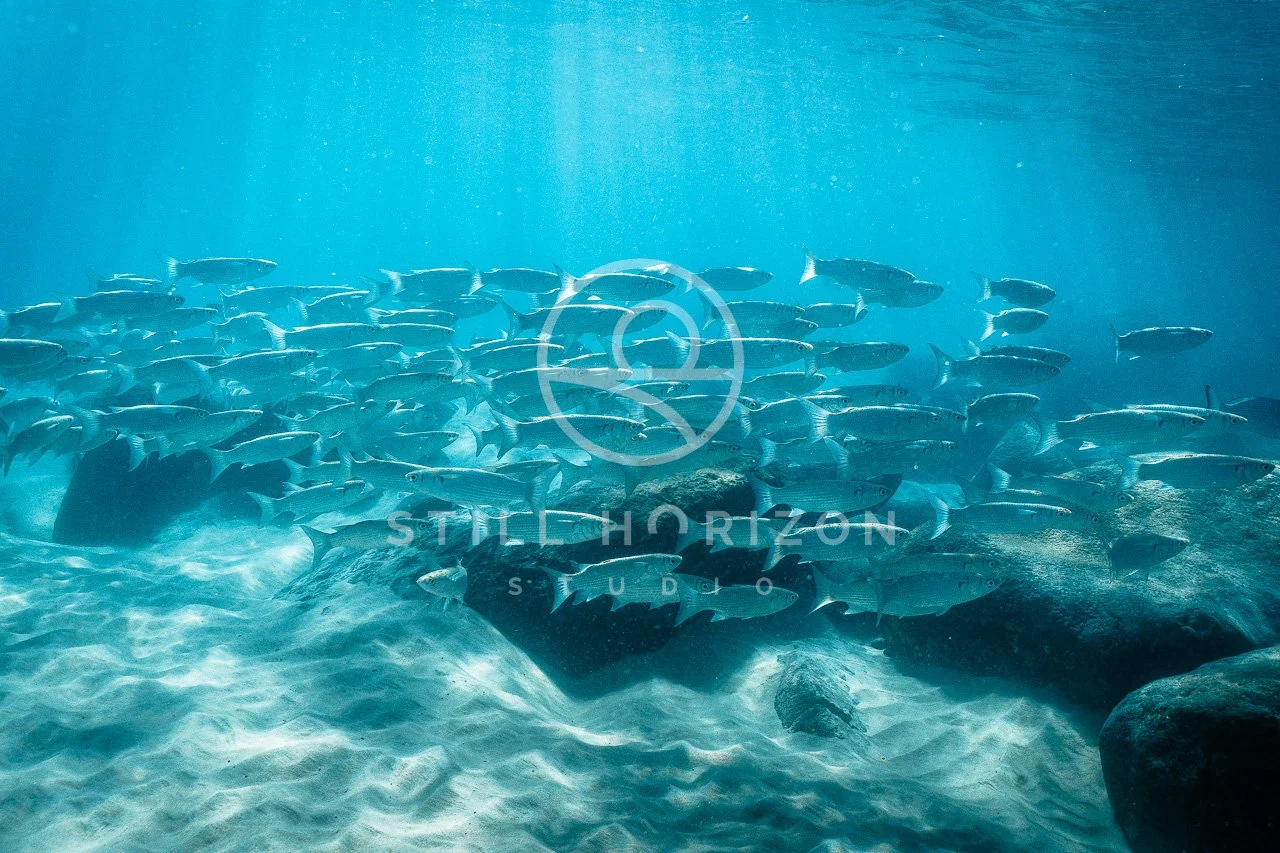 Wildlife Stock Photo 67