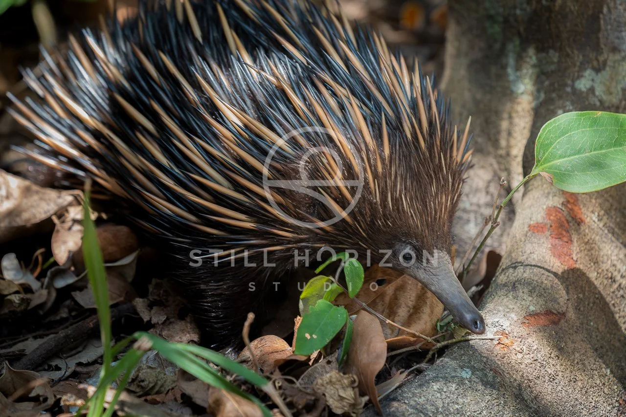 Wildlife Stock Photo 28