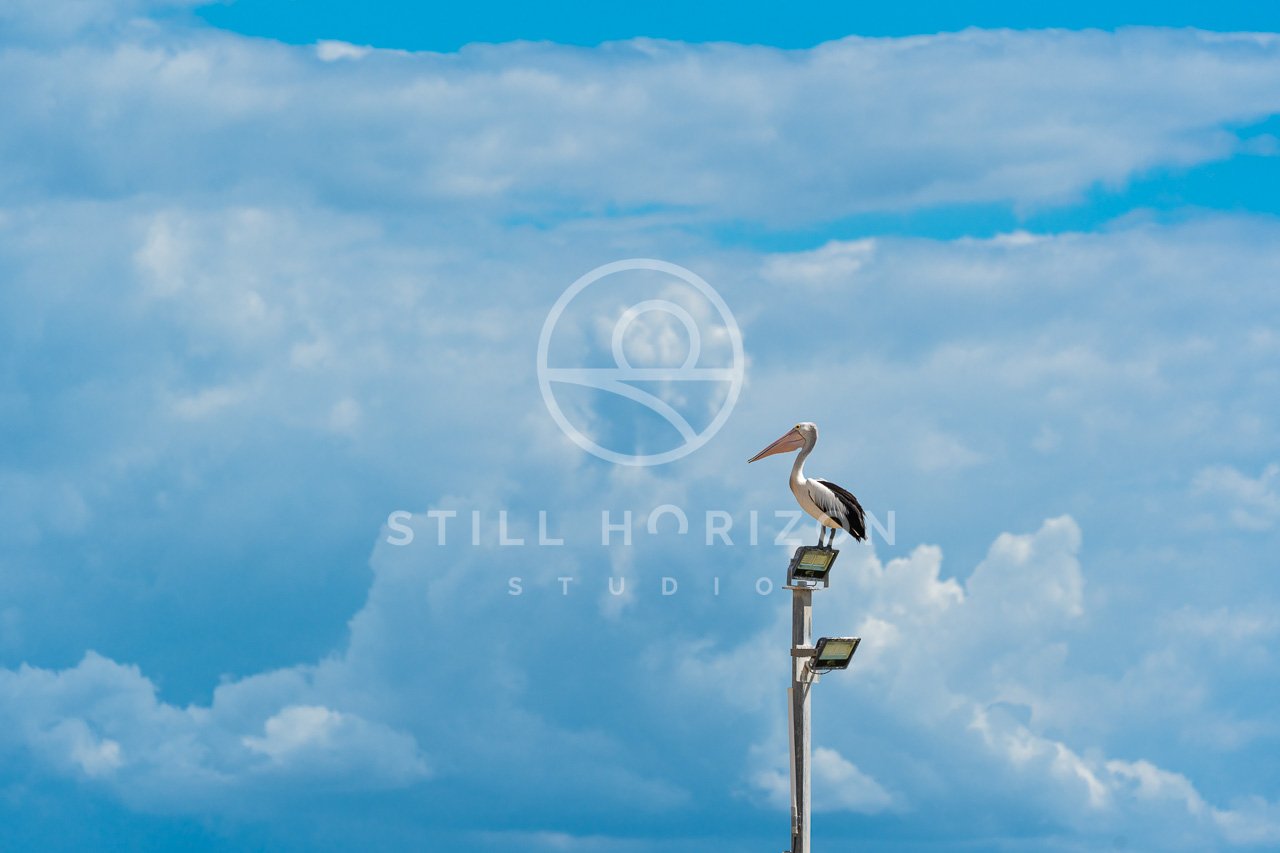 Wildlife Stock Photo 13