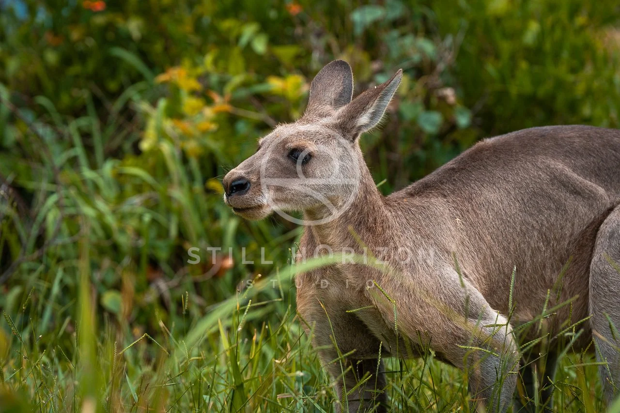 Wildlife Stock Photo 31