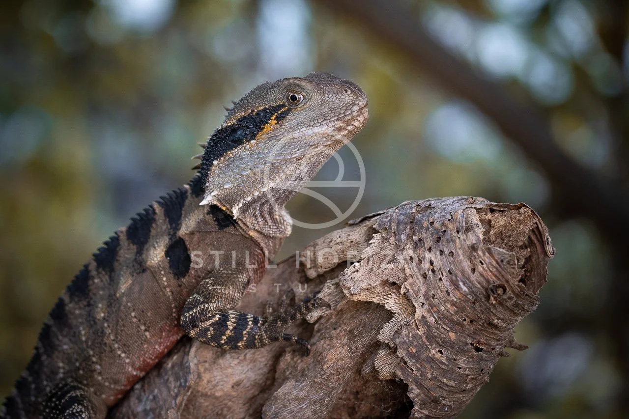Wildlife Stock Photo 64