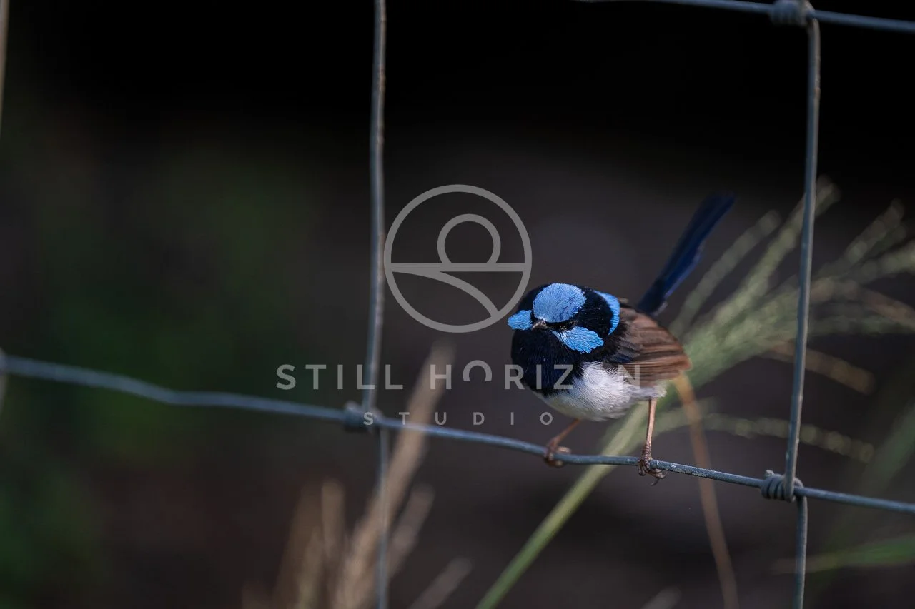 Wildlife Stock Photo 43