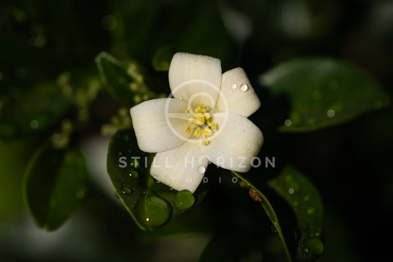 Nature Stock Photo 16