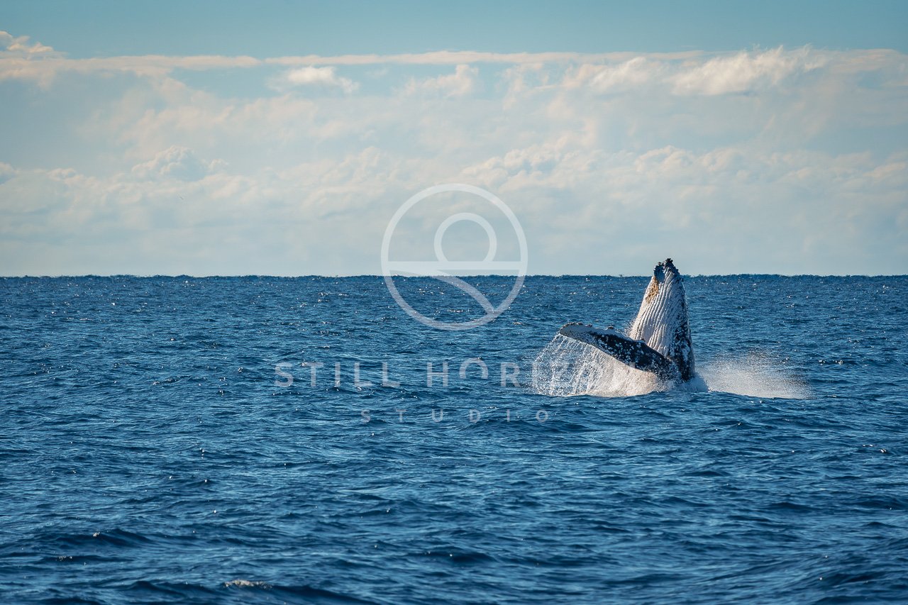 Wildlife Stock Photo 48