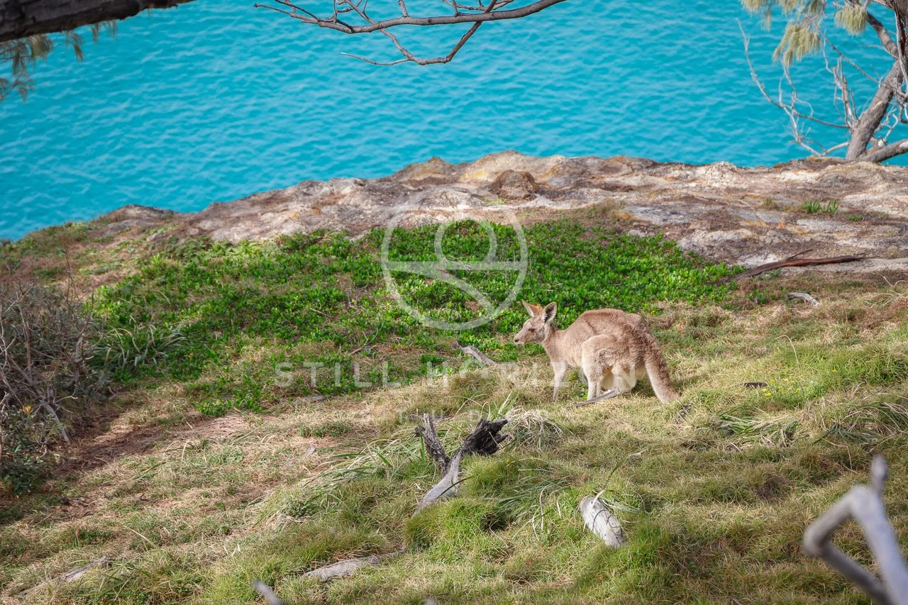 Wildlife Stock Photo 4