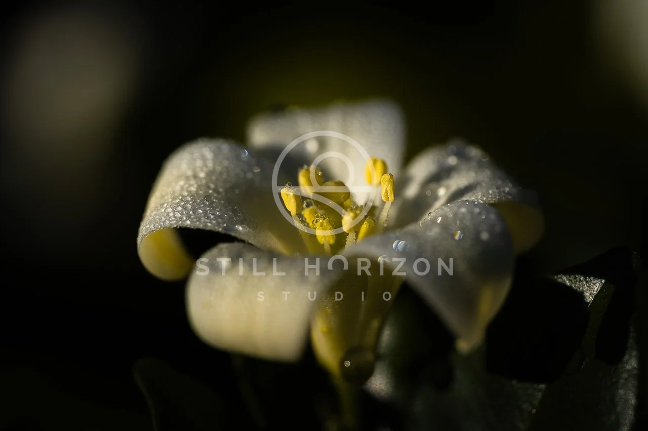 Nature Stock Photo 19