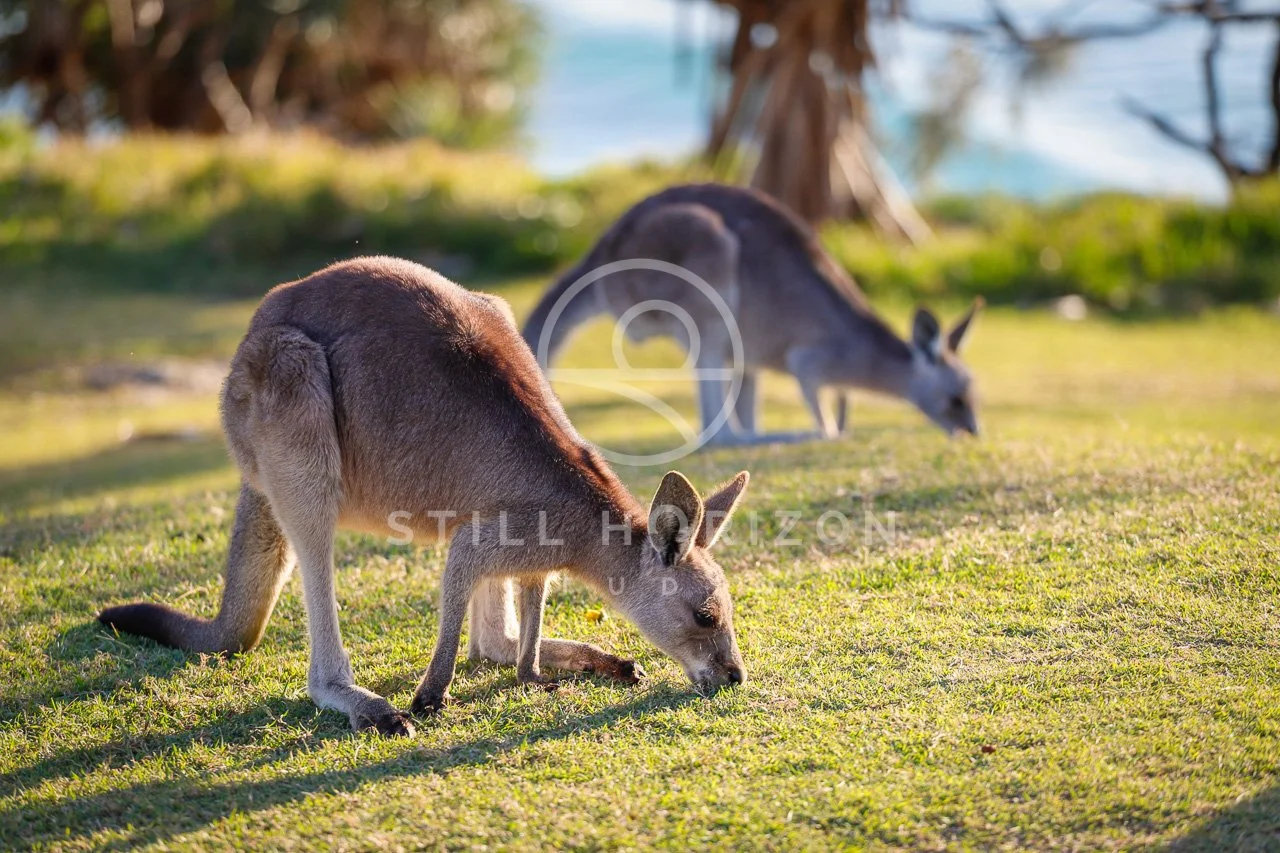 Wildlife Stock Photo 7