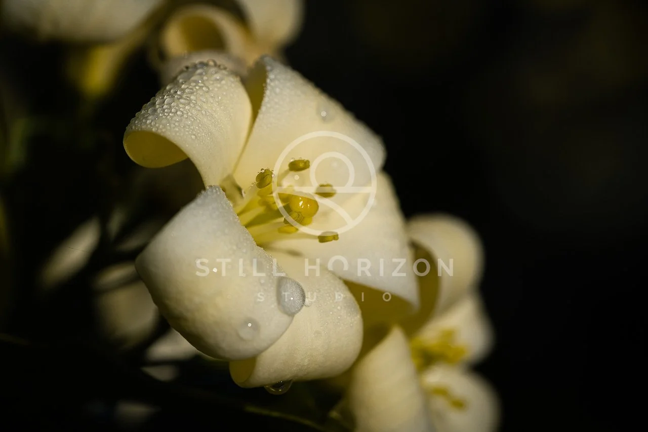 Nature Stock Photo 17