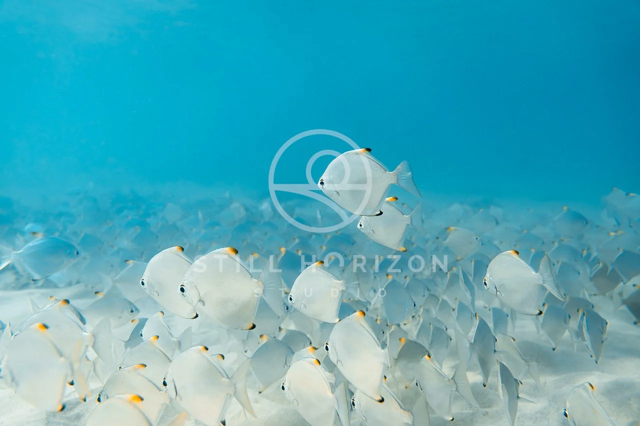 Wildlife Stock Photo 61