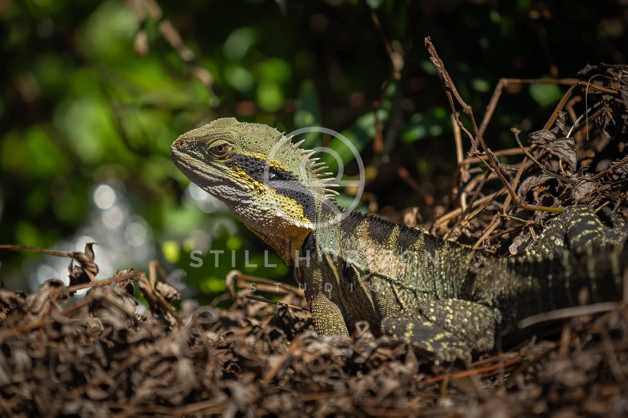 Wildlife Stock Photo 22