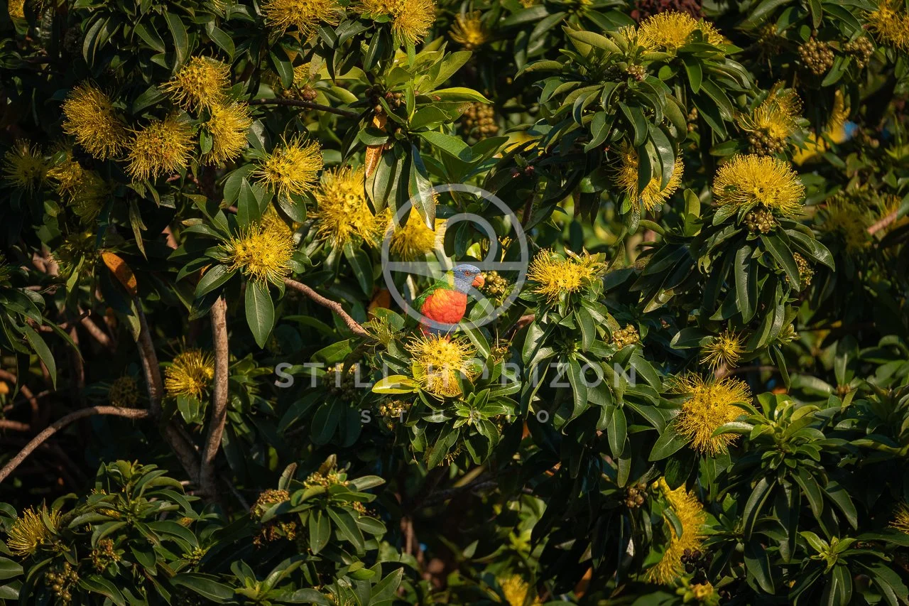 Wildlife Stock Photo 50