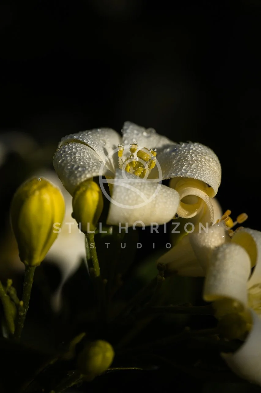 Nature Stock Photo 18