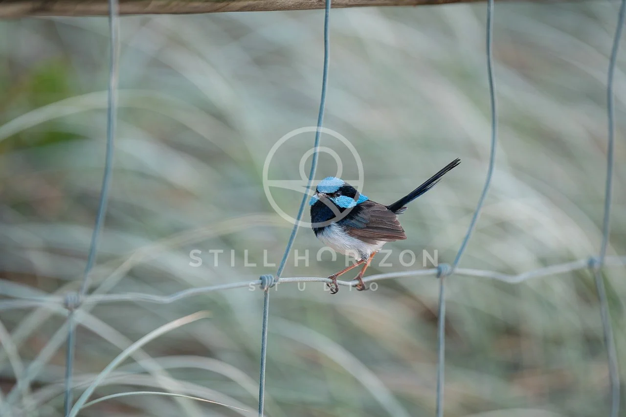 Wildlife Stock Photo 42