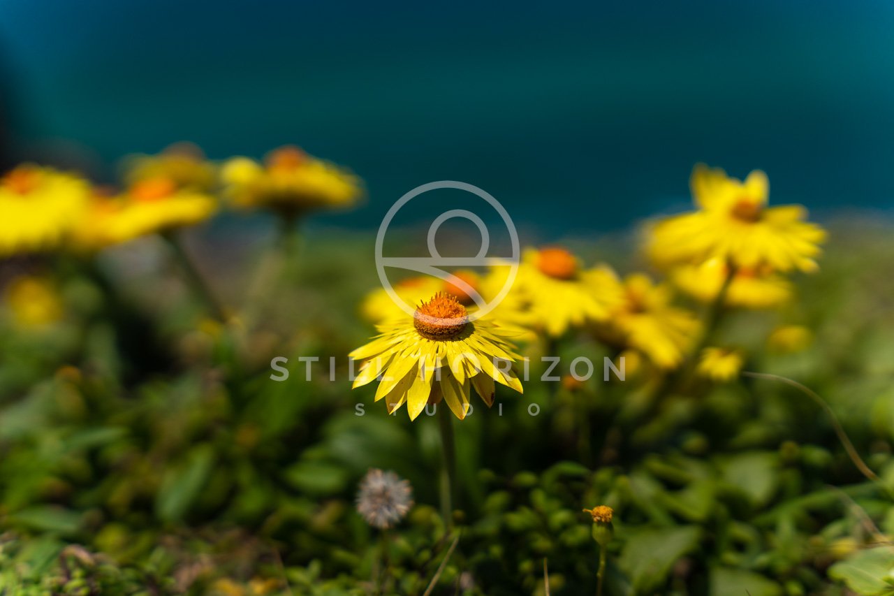 Nature Stock Photo 13