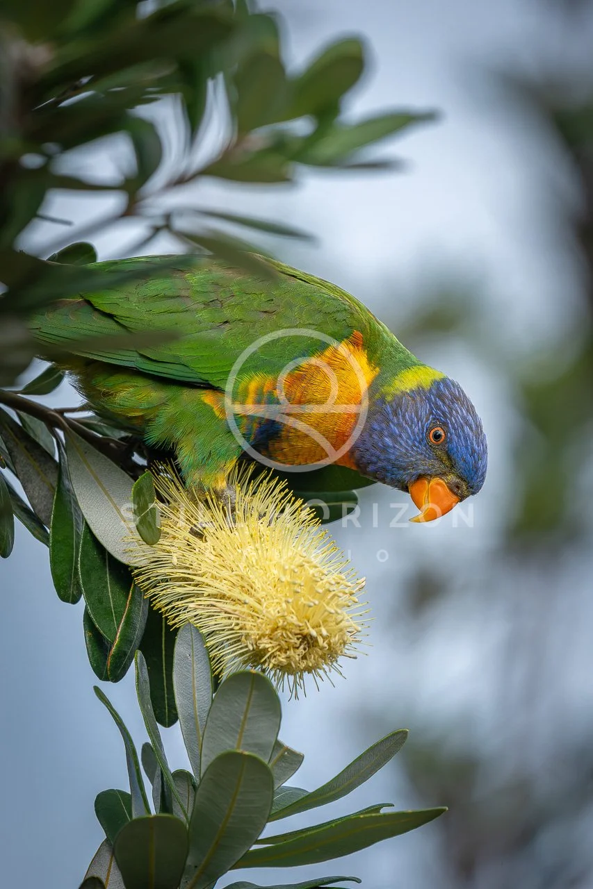 Wildlife Stock Photo 71