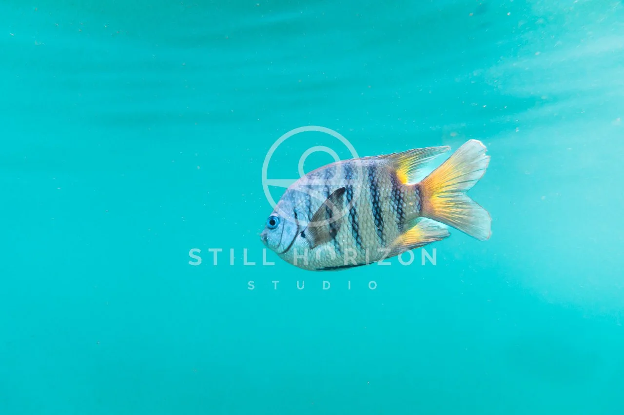 Wildlife Stock Photo 19