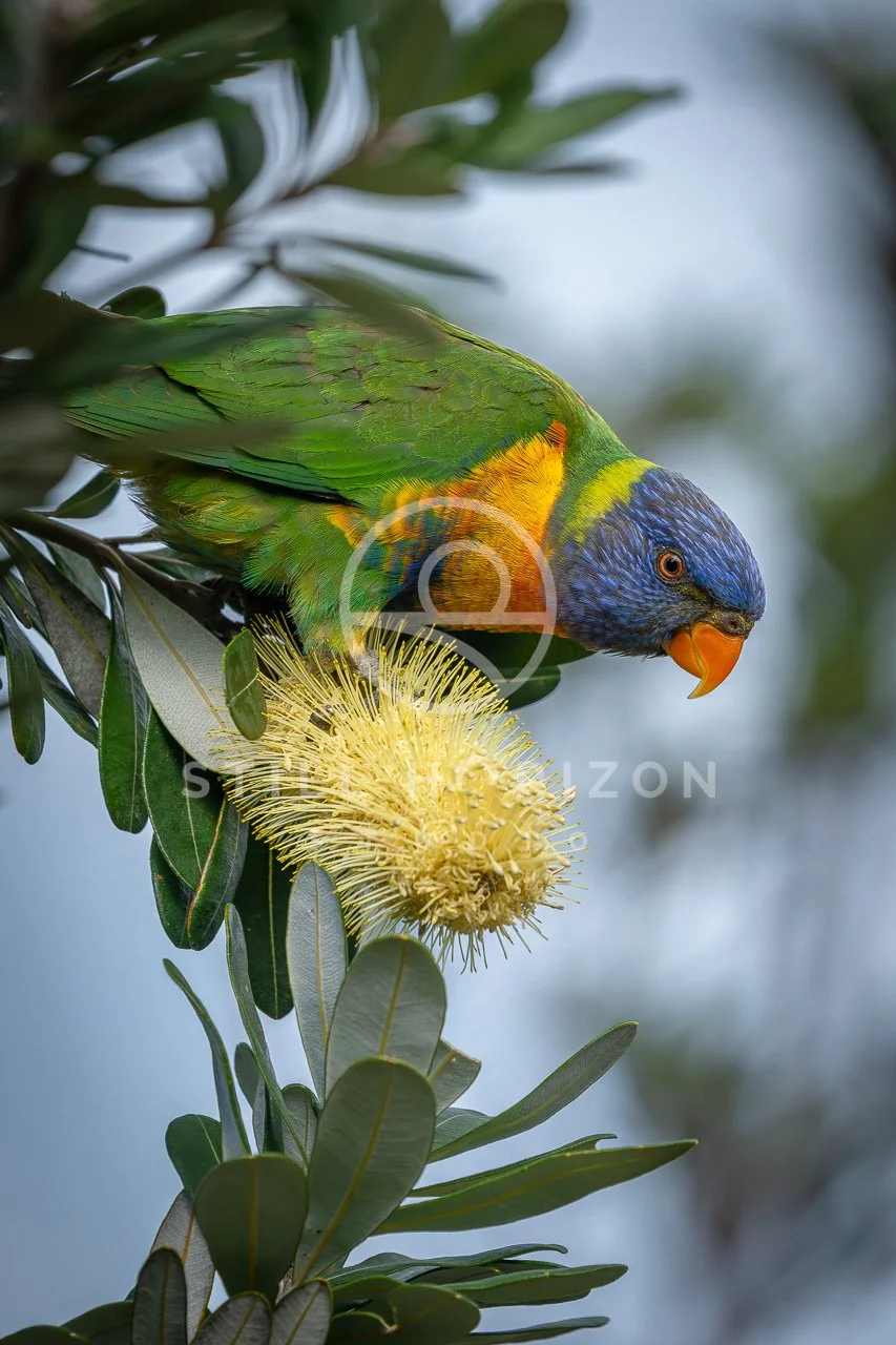 Wildlife Stock Photo 72