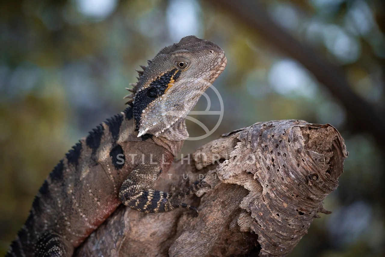 Wildlife Stock Photo 63