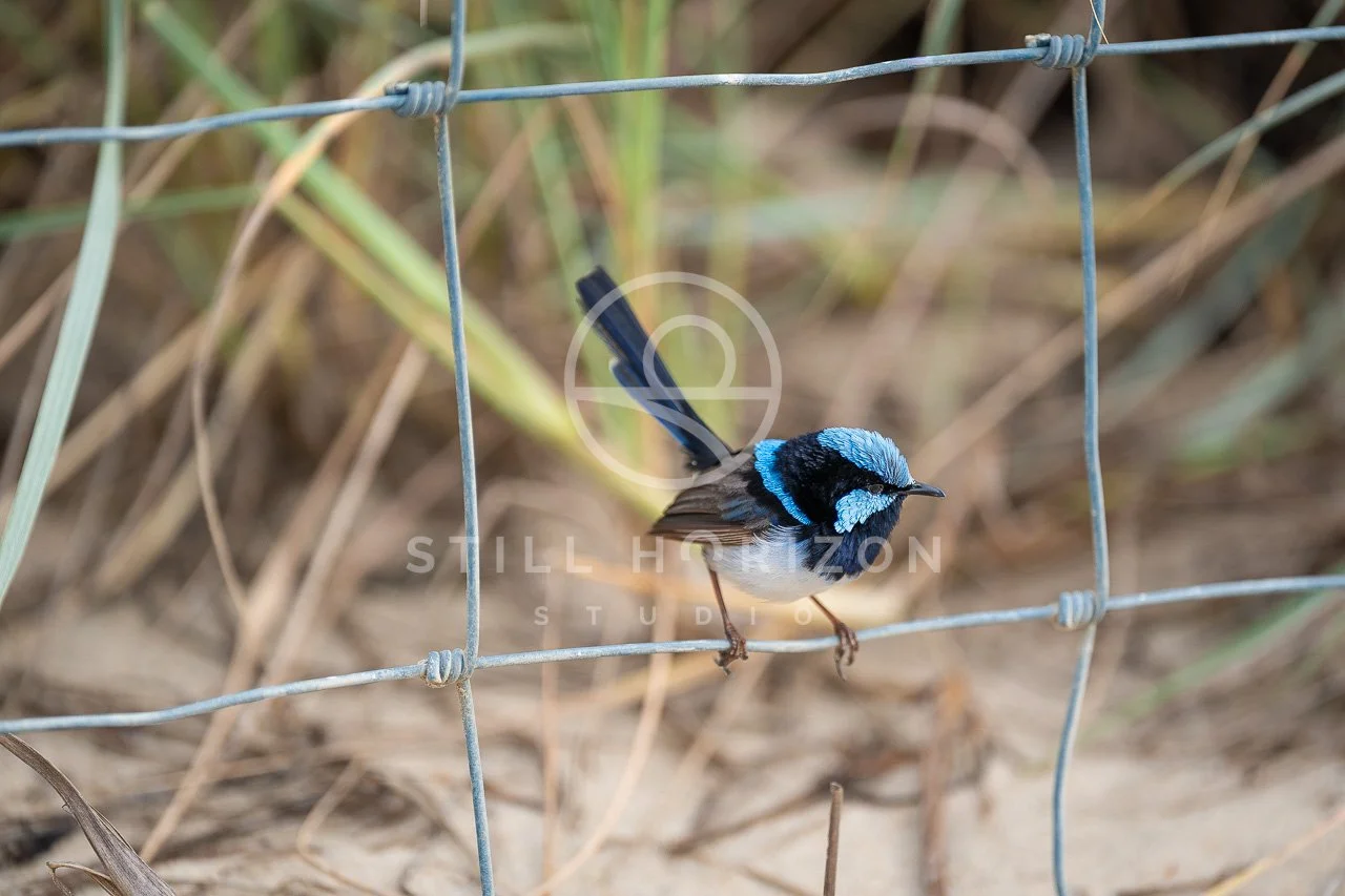 Wildlife Stock Photo 44