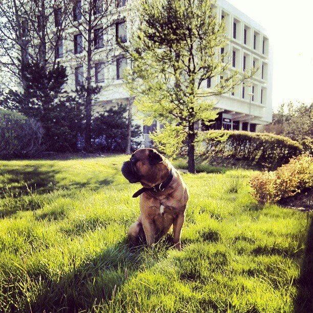 Bruno da Bullmastiff